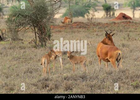 Famille de l'antilope africaine protégeant les oursons au milieu de la savane. Banque D'Images