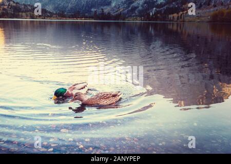 Canard colvert incroyable sur les montagnes lac Banque D'Images