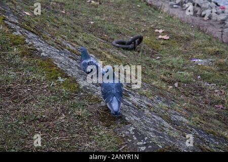 Pidgeons sur la berge d'un jour nuageux Banque D'Images