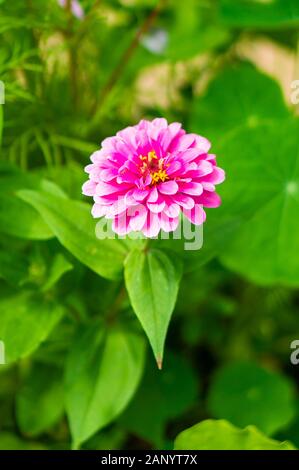 Cliché de mise au point sélective verticale d'une fleur rose de zinnia et les feuilles vertes Banque D'Images