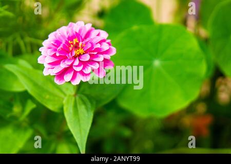 Photo sélective d'une fleur rose commune de zinnia et feuilles vertes avec un arrière-plan flou Banque D'Images