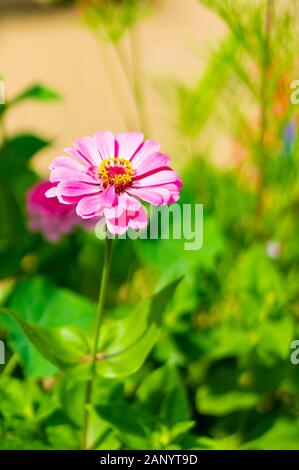 Cliché de mise au point sélective verticale d'une fleur rose de zinnia et les feuilles vertes Banque D'Images