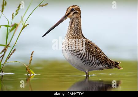 Adulte Snipe commune grande hauteur pleine posant dans l'eau peu profonde de petit étang Banque D'Images