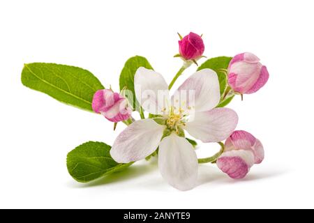 Les bourgeons de fleurs avec Apple isolé sur fond blanc Banque D'Images
