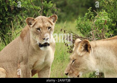 Belles lionnes assises parmi les buissons sur l'herbe couverte champ Banque D'Images