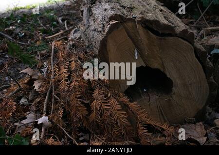 Tronc d'arbre sur le terrain Banque D'Images