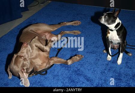 19 janvier 2020 - Santa Monica, Californie - l'atmosphère. Le 2020 American Rescue Dog Show qui a eu lieu au Barker Hangar. (Crédit Image : © Fs/AdMedia via Zuma sur le fil) Banque D'Images