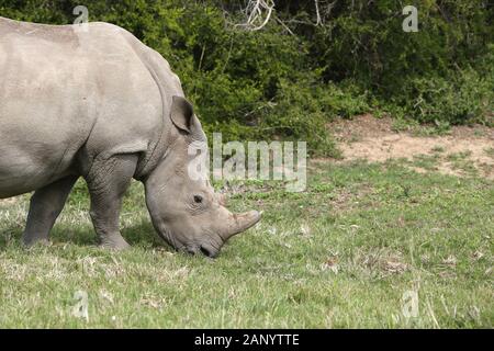 Magnifiques rhinocéros paître sur les champs couverts d'herbe dans le forêt Banque D'Images