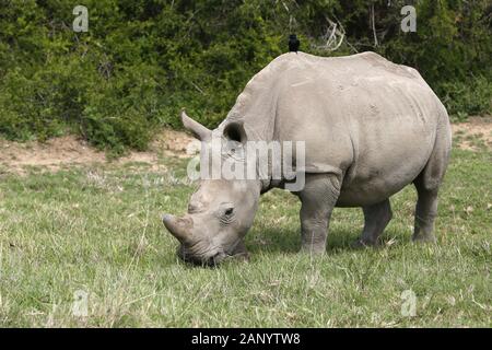 Magnifiques rhinocéros paître sur les champs couverts d'herbe dans le forêt Banque D'Images