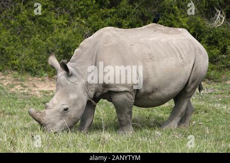 Magnifiques rhinocéros paître sur les champs couverts d'herbe dans le forêt Banque D'Images