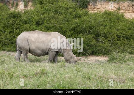 Magnifiques rhinocéros paître sur les champs couverts d'herbe dans le forêt Banque D'Images