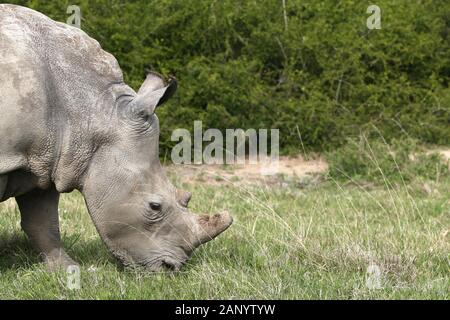 Magnifiques rhinocéros paître sur les champs couverts d'herbe dans le forêt Banque D'Images