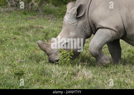 Magnifiques rhinocéros paître sur les champs couverts d'herbe dans le forêt Banque D'Images