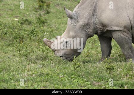 Magnifiques rhinocéros paître sur les champs couverts d'herbe dans le forêt Banque D'Images