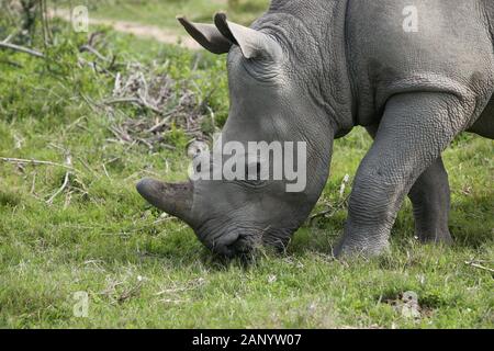 Magnifiques rhinocéros paître sur les champs couverts d'herbe dans le forêt Banque D'Images