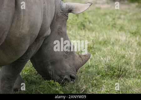 Magnifiques rhinocéros paître sur les champs couverts d'herbe dans le forêt Banque D'Images