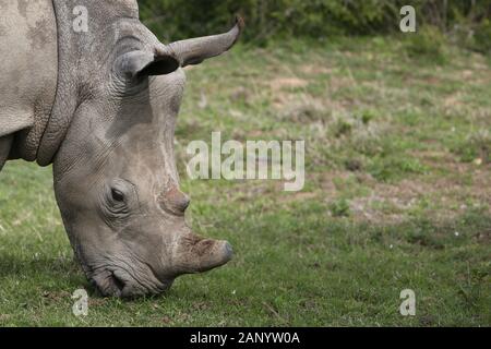 Magnifiques rhinocéros paître sur les champs couverts d'herbe dans le forêt Banque D'Images