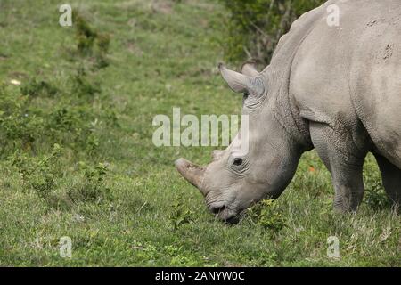 Magnifiques rhinocéros paître sur les champs couverts d'herbe dans le forêt Banque D'Images