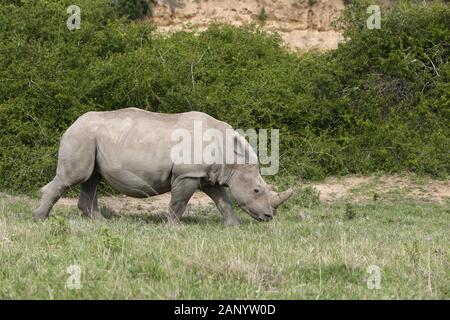 Magnifiques rhinocéros paître sur les champs couverts d'herbe dans le forêt Banque D'Images