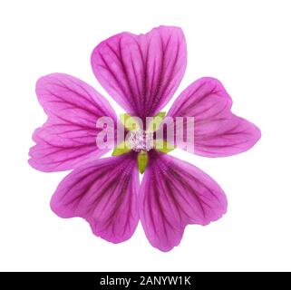 Fleur mauve commune (Malva sylvestris) isolé sur fond blanc Banque D'Images