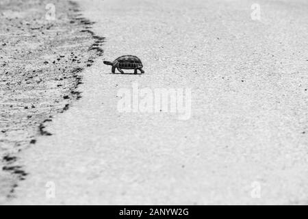 Photo en échelle de gris d'une tortue marchant au chaud asphalte d'une route Banque D'Images