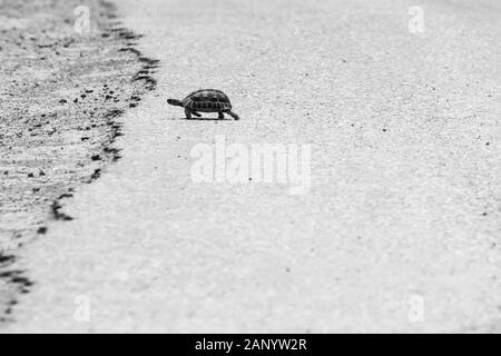 Photo en échelle de gris d'une tortue marchant au chaud asphalte d'une route Banque D'Images