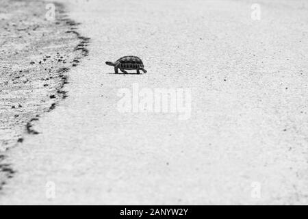 Photo en échelle de gris d'une tortue marchant au chaud asphalte d'une route Banque D'Images