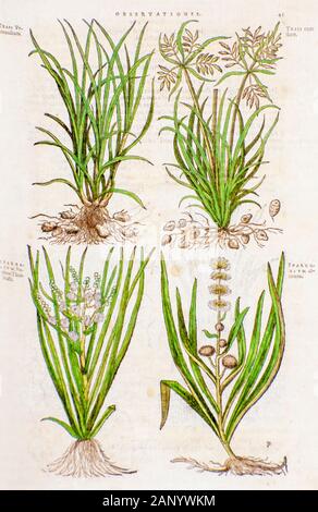 Étude botanique historique. Illustration de 4 différentes mauvaises herbes et plantes comestibles par Mathias Lobel. Imprimé en 1576 Banque D'Images