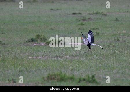 Oiseau (secrétaire) juste serpentarius Sagittaire landing, Masai Mara, Kenya. Banque D'Images