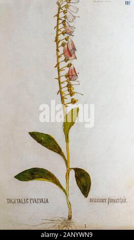 La main d'une ancienne illustration botanique Digitalis purpurea (digitale), l'usine c 1550 publié Banque D'Images