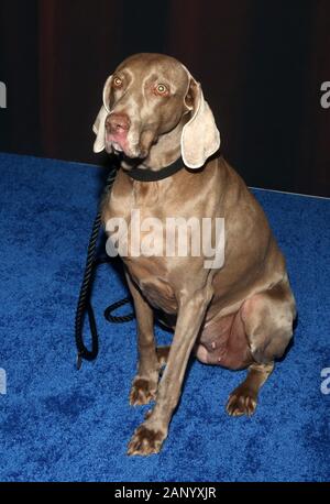 19 janvier 2020 - Santa Monica, Californie - l'atmosphère. Le 2020 American Rescue Dog Show qui a eu lieu au Barker Hangar. (Crédit Image : © Fs/AdMedia via Zuma sur le fil) Banque D'Images