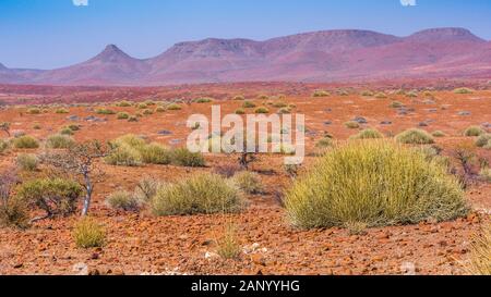 Vue panoramique de la zone de concession de Palmwag en Namibie. Banque D'Images