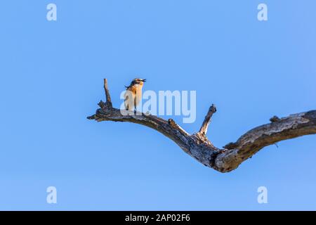 Homme oiseau Whinchat perché sur une branche d'arbre au printemps Banque D'Images