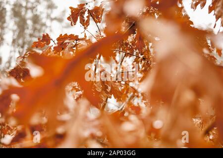 Moody close-up de feuilles de chêne sec humide en janvier dans la forêt sur une chaude et humide journée d'hiver en Bavière, Allemagne Banque D'Images
