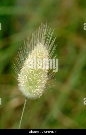 Tête de semences et de l'Inflorescence du chien-Tail Grass (Cynosurus echinatus) aka crételle hérissée, Dogstail hérissés, herbe ou rugueux-queue du chien Banque D'Images