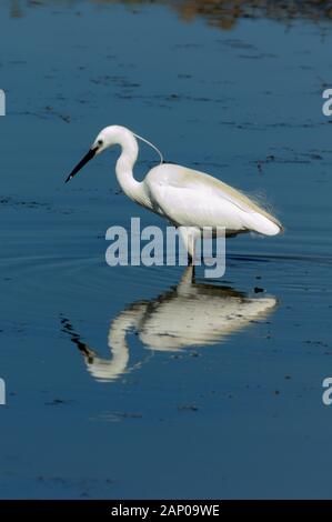 L'aigrette garzette, Egretta garzetta, pêche et reflétée dans les eaux peu profondes de l'étang de Vaccarès ou le lac des terres humides de la Réserve Naturelle de Camargue & Provence France Banque D'Images