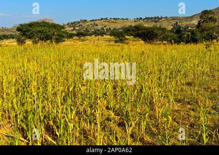 La culture de l'herbe le teff (Eragrostis tef) Hazwien sur la plaine, près de Hawzien, région du Tigré, en Ethiopie Banque D'Images