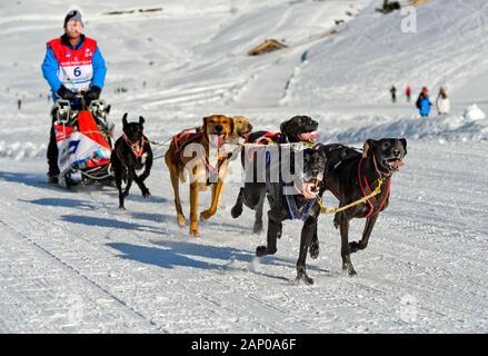 Le traîneau à chiens, traîneau à chien race La Grande Odyssee Savoie Mont Blanc, Praz de Lys Sommand, Haute-Savoie, France Banque D'Images