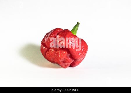 Fruits rouges isolés de Trinidad Moruga Scorpion chili pepper sur fond blanc Banque D'Images