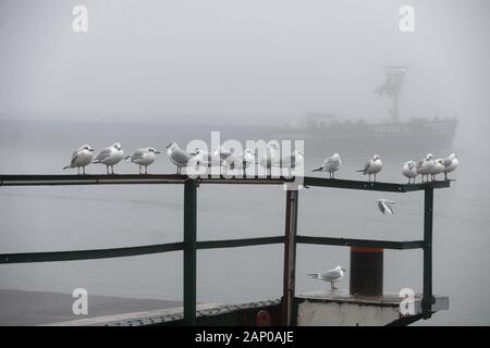 20 janvier 2020, Berlin, Cologne : les mouettes s'asseoir sur une balustrade sur les rives du Rhin, dans le quartier de Langel. Photo : afp/Henning Kaiser Banque D'Images