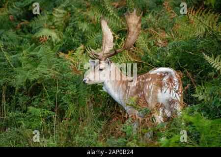Un cerf ou daim buck dans bracken dense. Banque D'Images