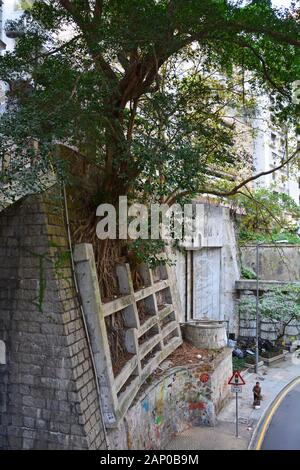 Un vieux banyan Tree se développe à partir d'un mur de pierre presque vertical dans le quartier des niveaux moyens de Hong Kong, dont les racines renforcent les murs de retenue. Banque D'Images