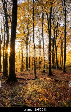 Les arbres d'automne dans la basse vallée de la Wye au Pays de Galles. Banque D'Images