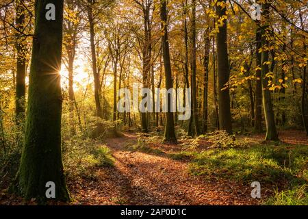 Les arbres d'automne dans la basse vallée de la Wye au Pays de Galles. Banque D'Images