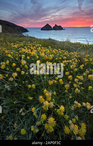 Gull Rocks et la vesce de rein au coucher du soleil au-dessus de baie de Holywell sur la côte nord des Cornouailles. Banque D'Images