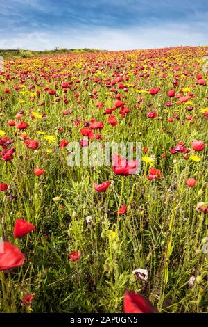 La vue spectaculaire d'un champ de coquelicots commun croissant sur West Pentire à Newquay en Cornouailles. Banque D'Images