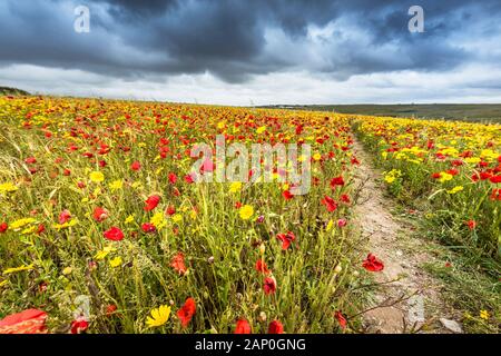 La vue spectaculaire d'un champ de coquelicots commun croissant sur West Pentire à Newquay en Cornouailles. Banque D'Images