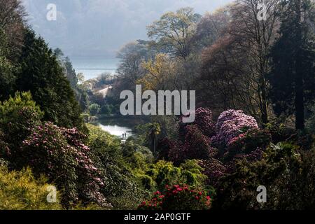 Rhododendrons en fleurs dans la région de Trebah Garden à Mawnan Smith à Cornwall. Banque D'Images