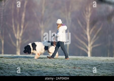 Kidderminster, Royaume-Uni. 20 janvier 2020. Météo au Royaume-Uni : une journée ensoleillée fantastique pour les « promenades » matinales. Le beau soleil de Worcestershire a des marcheurs de chiens qui profitent d'une promenade dans le parc. Cette dame isolée, vue ici du côté habillé d'un chapeau et d'un manteau chauds, semble faire des plans pour la journée sur son téléphone mobile tout en marchant son gigantesque chien de montagne sur un sol croustillant et gelé. Crédit: Lee Hudson/Alay Live News Banque D'Images