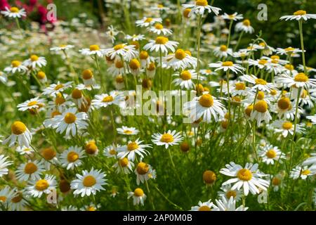 Close up of white fleurs de camomille. Banque D'Images